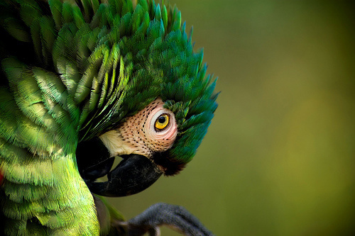 Photography #photography #parrot