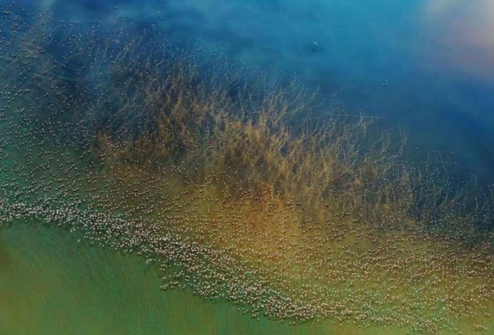 Flamingos Take Off by Hao J