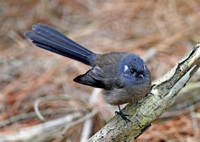 The fantail (Rhipidura fuliginosa) - Photo #27 - Beautiful Free Stock Photos