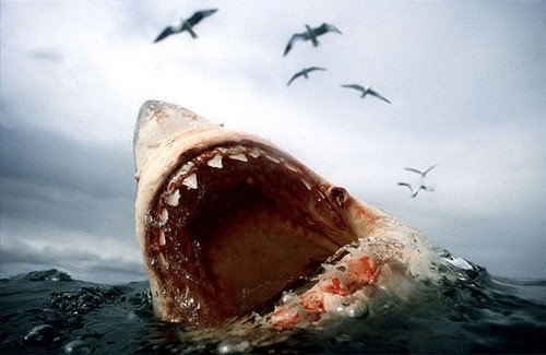 Claustrophobically Agoraphobic #photography #white #shark