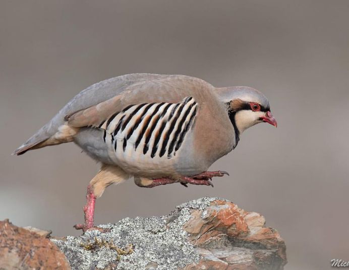 #eye_spy_birds: Stunning Birds Photography by Mike Ashbee
