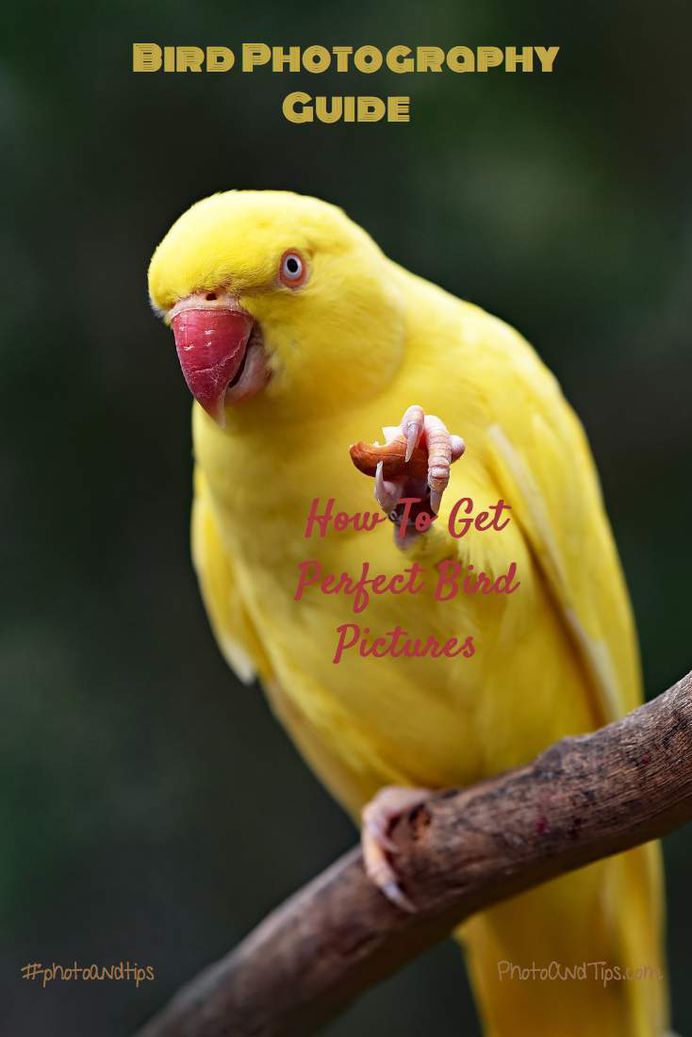 Bird Photography Guide_How to Get Perfect Bird Pictures_photoandtips.com #photoandtips
