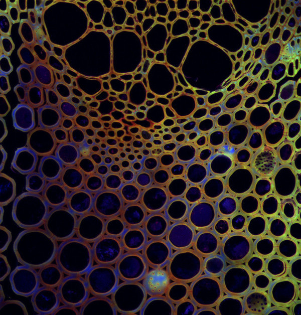 Macro Photography by Fernan Federici #inspiration #photography #macro