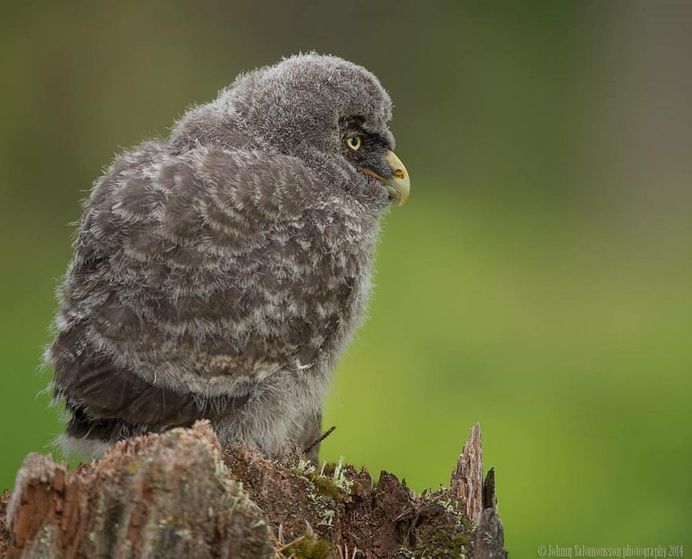 Majestic Photographs of Owls by Johnny Salomonsson
