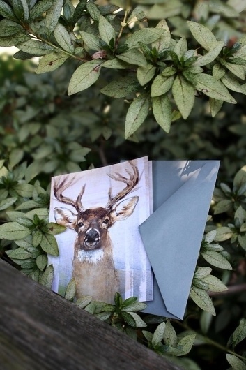 Snail's Pace Whitetail Deer Illustration - Note Card #deer #pace #snais #stationery #paper