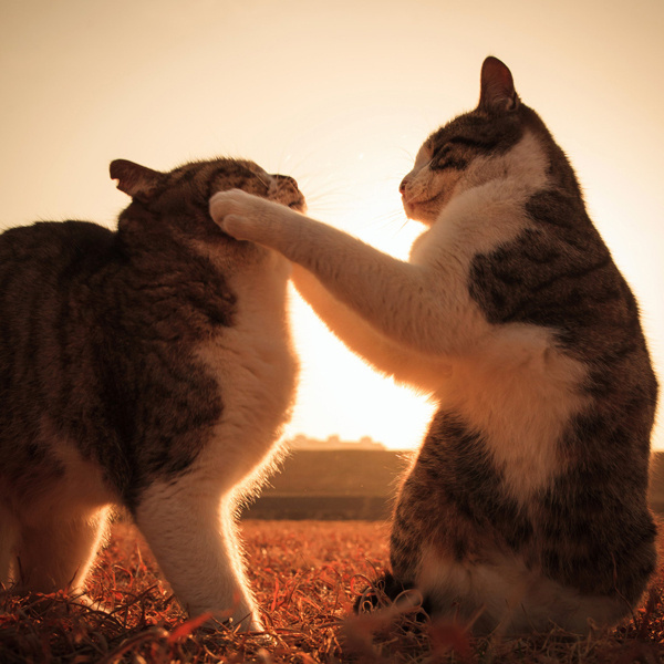 50+ Funny Cat Pictures #funny #pictures #cat