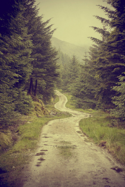 The road somewhat traveled. #forest #road
