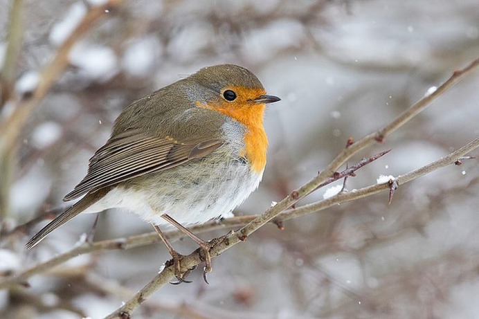 #bird_brilliance: Smashing Birds Photography by Christian Ljunggren