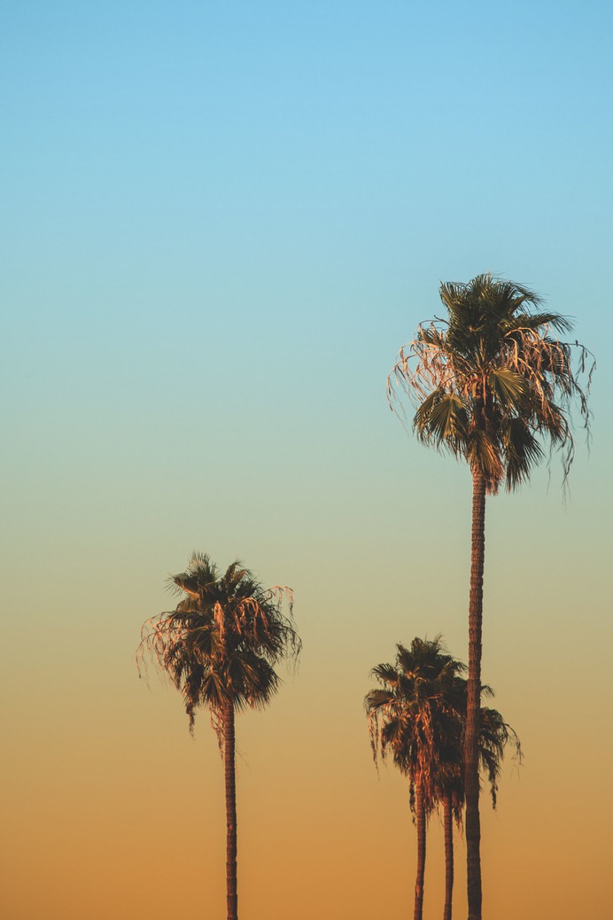 LOS ANGELES #losangeles #palmtree