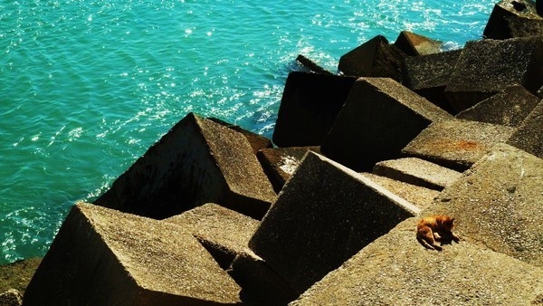 Cadizzle 2011 on Behance #wallb #spain #cat #cadiz #shadow