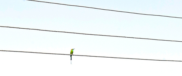 Chilling time #infectedgallery #bird #wire #alone #graphical