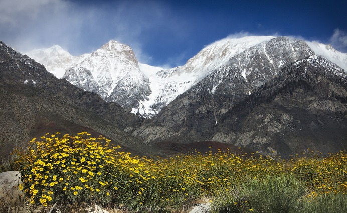Brittlebush Goodale Mountain