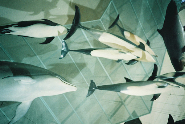 photo #photography #fish