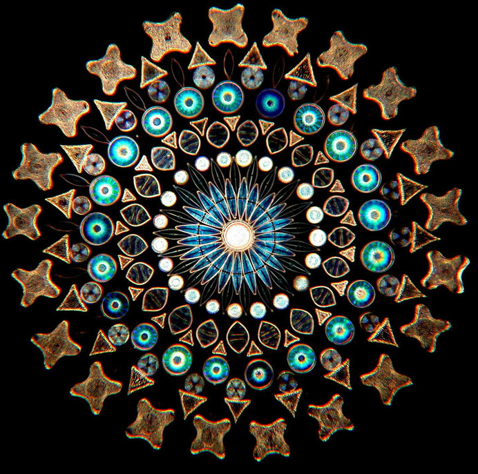 Contemporary Artistic Arrangements of Microscopic Diatoms by Klaus Kemp science microbes fossils algae #klauskemp science microbes fossils a