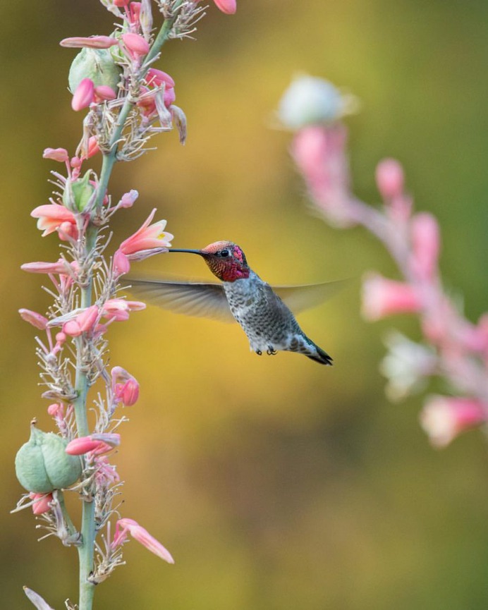 #hummingbird: Magnificent Birds Photography by Elijah Gildea