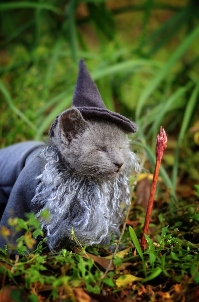 Creative Ideas: Combines Adorable Cats And Pop Culture For Awesome Photos #cats #cosplay #photography #animals