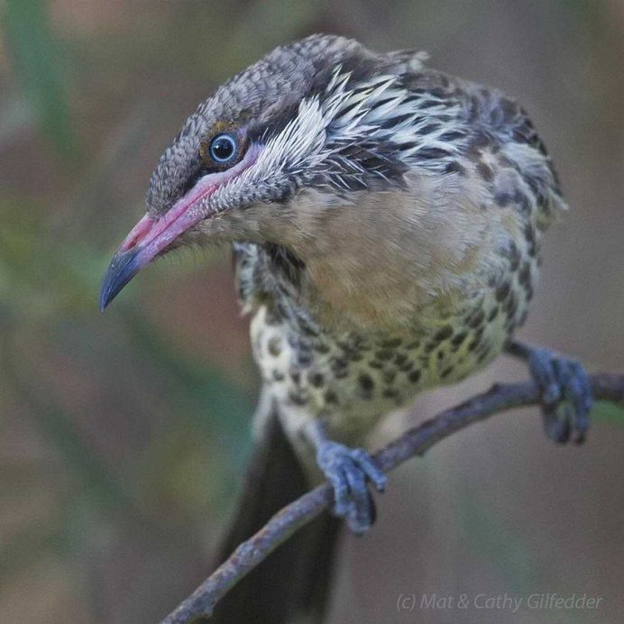 #birdsofinstagram: Spectacular Bird Photography by Mat & Cathy Gilfedder
