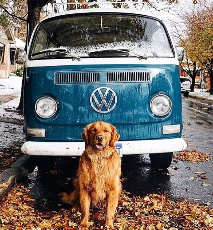 via @roadcrewcrunch 🐶 Hands down the most #beautiful and #delicious page on Instagram! @roadcrewcrunch 🙌🏽