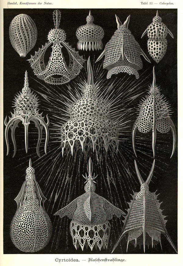 Ernst Haeckel, Table 31 Cyrtoidea, from Kunstformen der Natur (Art Forms of Nature) 1899-1904. #biology #anatomical #illustration #vintage #animals #drawing