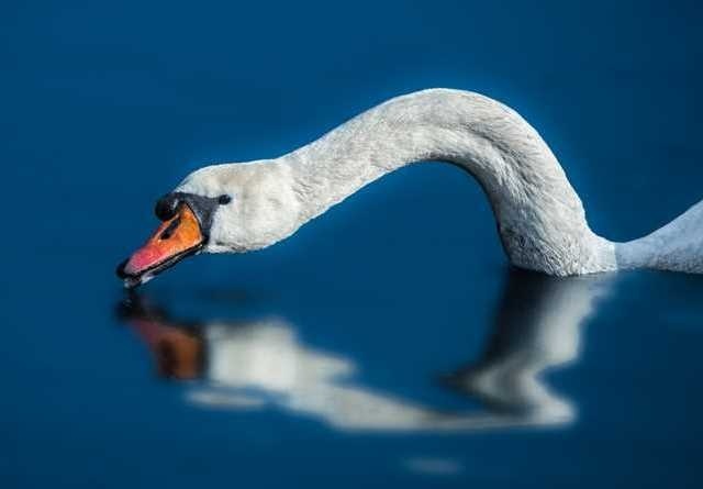 Animal Photography by Dalia Fichmann #inspiration #photography #animal