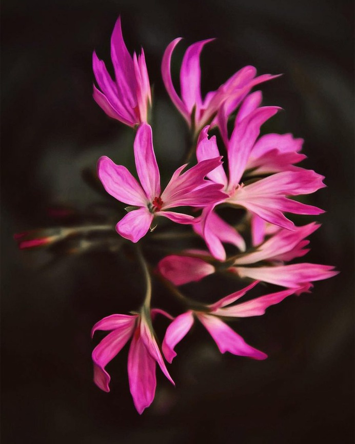 Fine Art Flowers Photography by Dina Telhami
