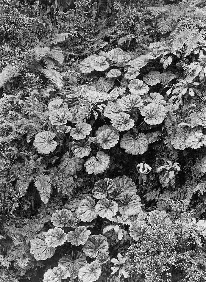 natgeofound: “ A man stands dwarfed under the Ape-Ape leaves of Puohokamoa Gulch in Maui, Hawaii, 1924. Photograph by Gilbert H. Grosvenor, National Geographic Creative ”