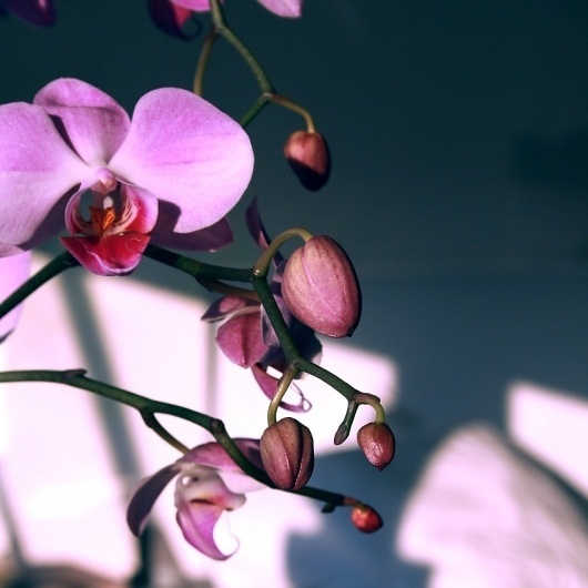 Bondage film, Javier Guerrero, STUA #jon #guerrero #orchidea #film #flower #bondage #gasca #stua #javier