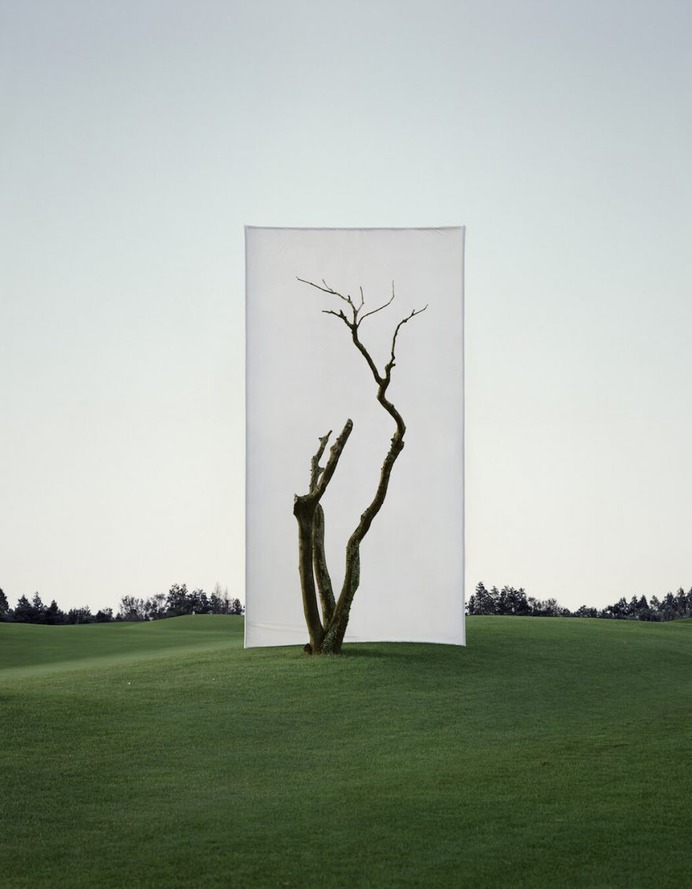 Framed Trees in South Korea by Myoung Ho Lee