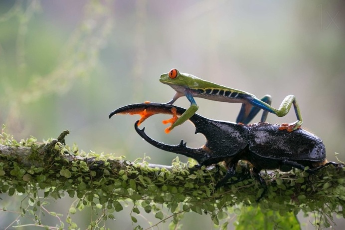 Best Captured Photos of Frogs by Nicolas Reusens #animals #photography #frog #macro #inspirations