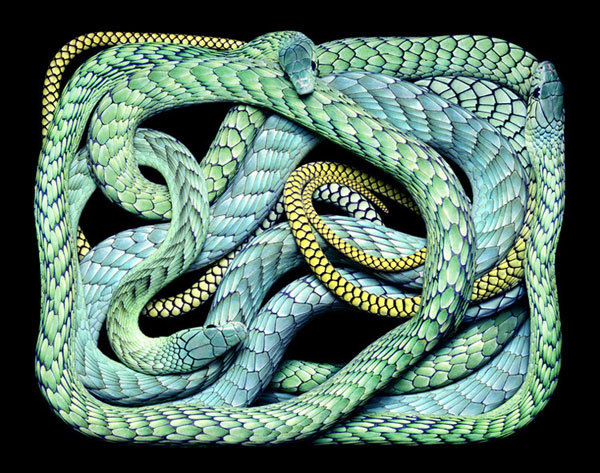Eight Hour Day » Blog » The Best Thing I Saw Today • April 12, 2012 #photography #snakes