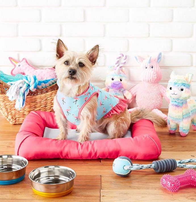 Most Dog Friendly Stores in America - Ross