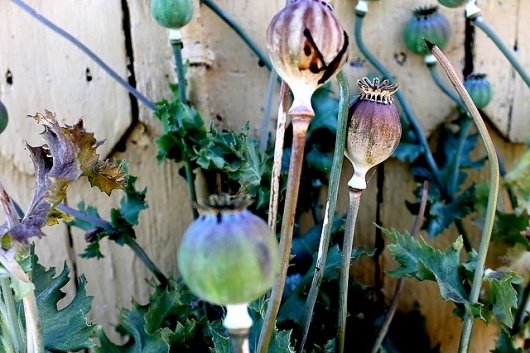 opium | Flickr - Photo Sharing! #opium