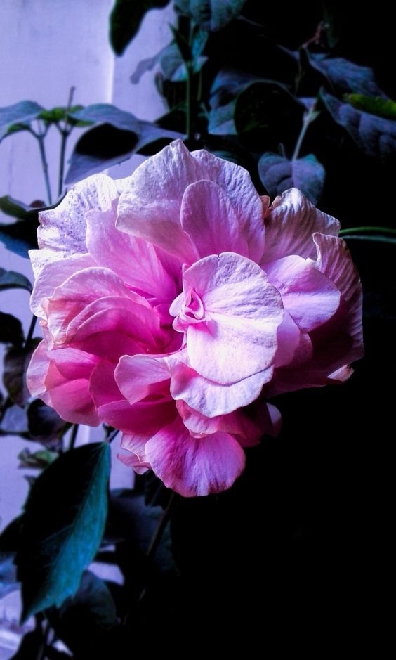 Amazing Purple Flowers #purple #flowers #plants #nature #macro #rose #purple #flowers #plants #nature #macro #rose