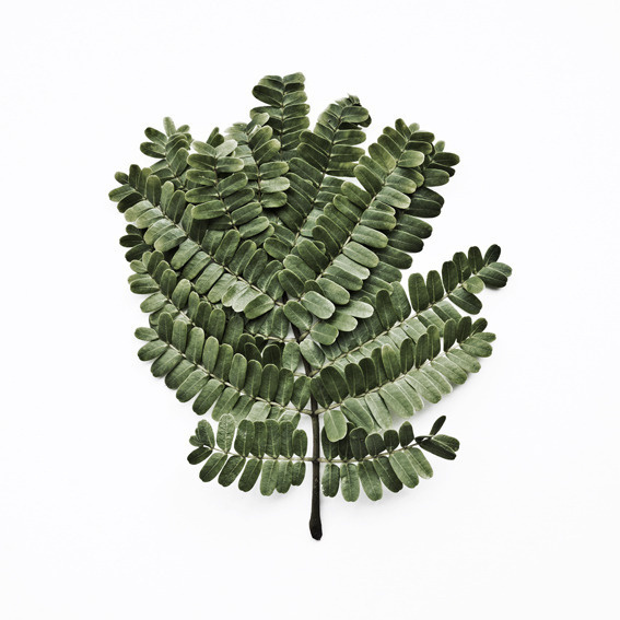 what i see when i run — Little Leaves Peltophorum Pterocarpum #pterocarpum #peltophorum #plant