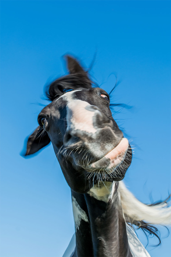 Hilarious Finalists of The Comedy Wildlife Photography Awards 2016