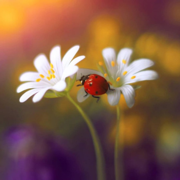Magical Macro Photos Ladybugs and Flowers by Elena Andreeva