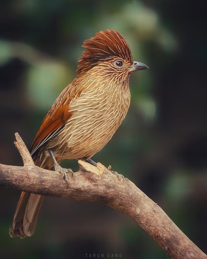 #birdsofinstagram: Beautiful Birds Photography by Tarun Dang