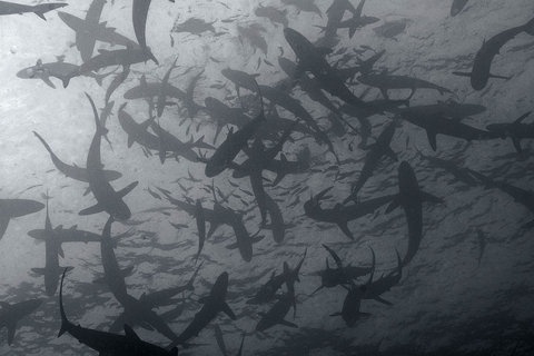 FFFFOUND! | trust_no1 #photography #white #black #shark