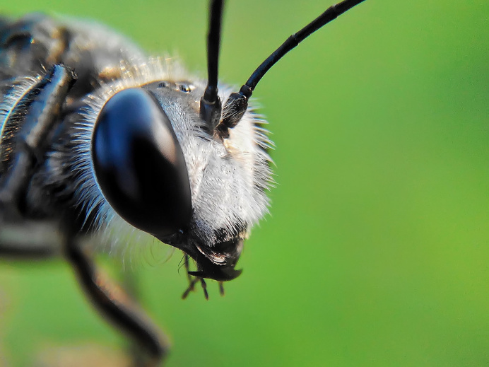 Stunning Macro Photography of Insects by Okqy Setiawan #macro #photography #insect