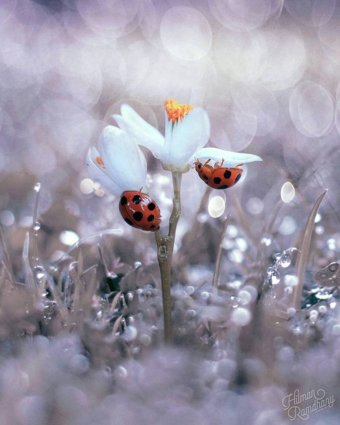 Insanely Detailed Macro Photos Of Insects by Hilman Ramdhany