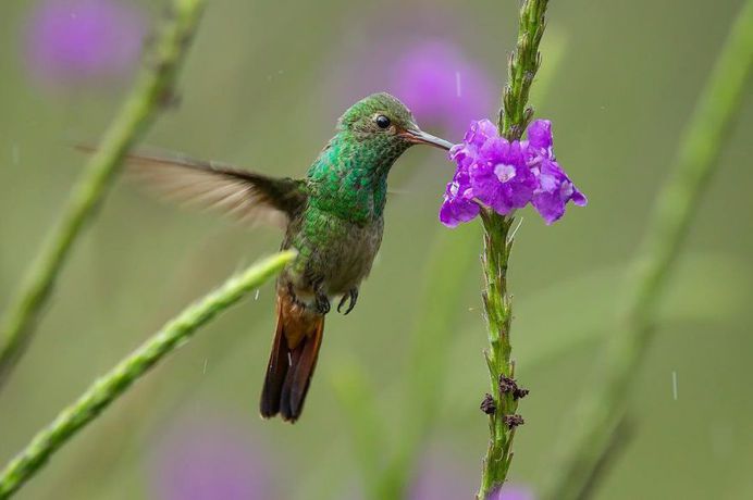 Rufous-tailed Hummingbird