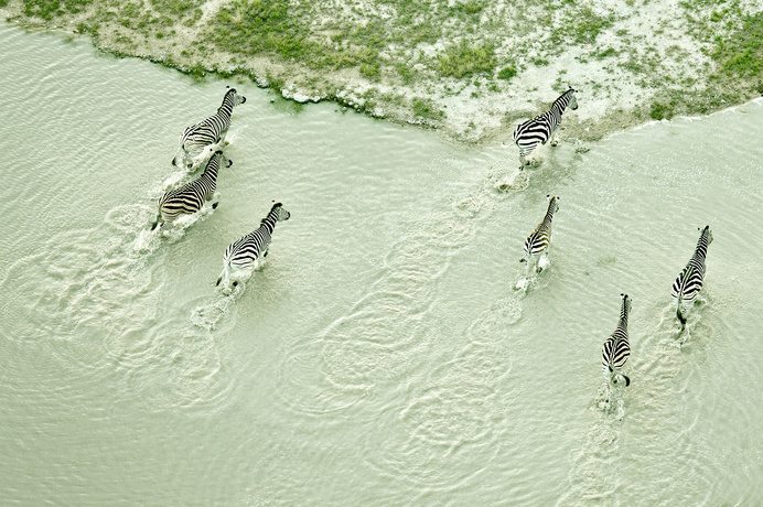 zebra, aerial, pastel