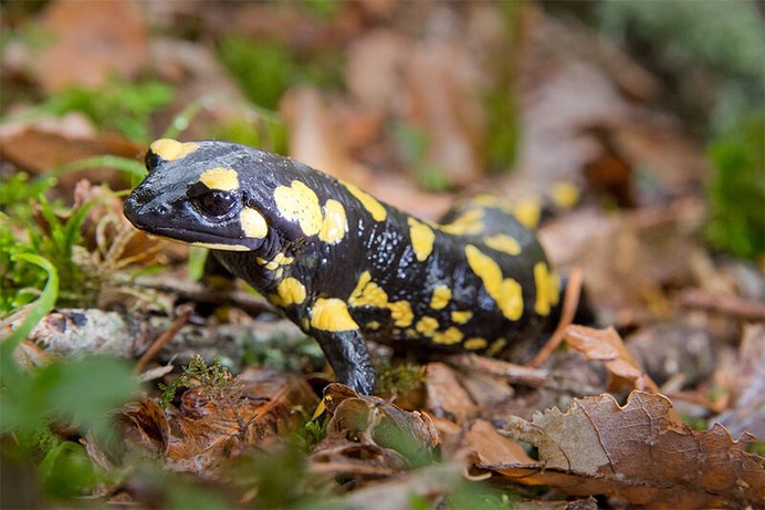 salamandra-comun.jpg (800×533)