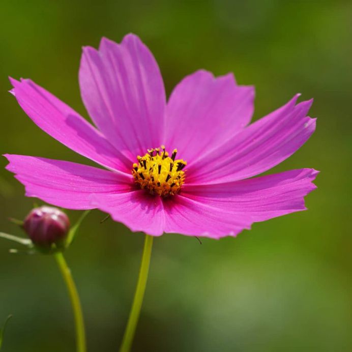 #ig_flowers: Beautiful Flowers Photography by Yasushi Kawakami
