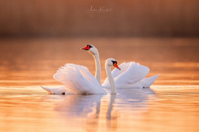 Birds of Germany: Wonderful Bird Photography by Anke Kneifel