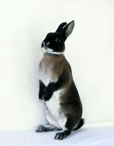 Sable martin mini rex