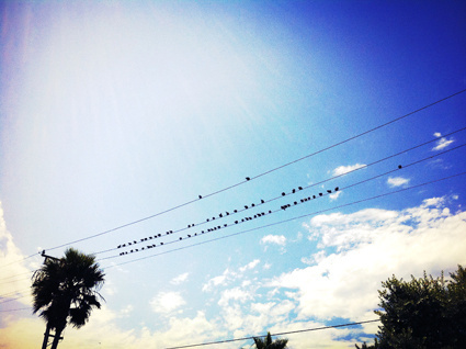 Birds #tumblr #plage #los #photographie #sky #picture #color #cali #manhattan #landscape #audreyevrard #birds #polacolor #colorful #californie #angeles #beach #california