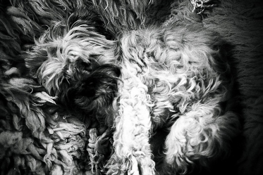 All sizes | Luna | Flickr - Photo Sharing! #ilford #white #analog #photo #black #dog