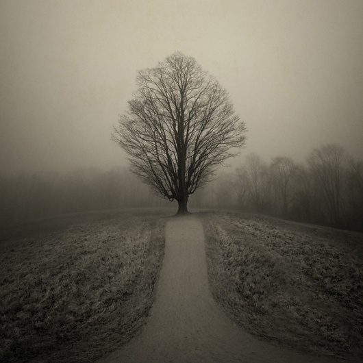 Deephaven, photography by Joan Kocak #tree