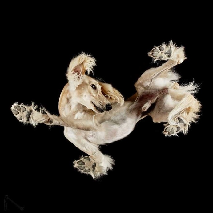 Under-Dogs: Dogs Pictured from Underneath by Andrius Burba
